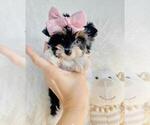 Small #3 Yorkshire Terrier