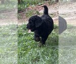 Puppy Cirie Aussiedoodle