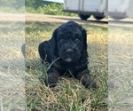 Small #5 Poodle (Miniature)-Poodle (Standard) Mix