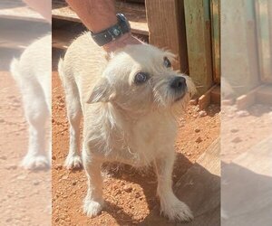 Chihuahua-Unknown Mix Dogs for adoption in Willcox, AZ, USA