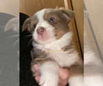 Small Photo #1 Border-Aussie Puppy For Sale in DAVENPORT, FL, USA