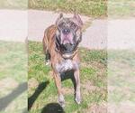 Small Presa Canario Mix