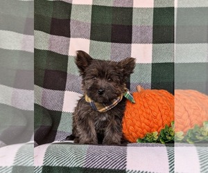 YorkiePoo Puppy for sale in OXFORD, PA, USA