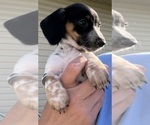Small #4 Dachshund