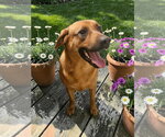 Small #12 Black Mouth Cur Mix