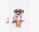 Small #8 Australian Shepherd Mix