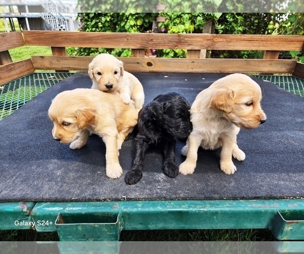 Medium Photo #3 Goldendoodle Puppy For Sale in LEON, KS, USA