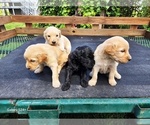 Small #2 Goldendoodle