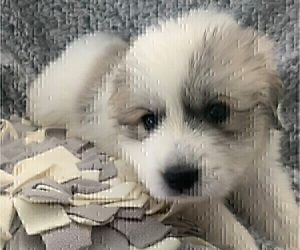 Medium Photo #13 Great Pyrenees Puppy For Sale in MOUNT AIRY, NC, USA
