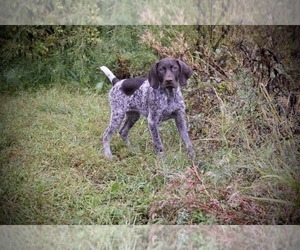 German Shorthaired Pointer Puppy for sale in PORT DEPOSIT, MD, USA