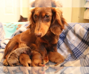 Mother of the Dachshund puppies born on 08/25/2020