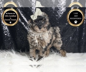 Medium Poodle (Toy)