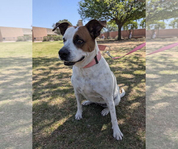 Medium Photo #1 Mutt Puppy For Sale in Euless, TX, USA