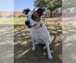 Mutt Dogs for adoption in Euless, TX, USA