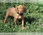 Small #1 Vizsla