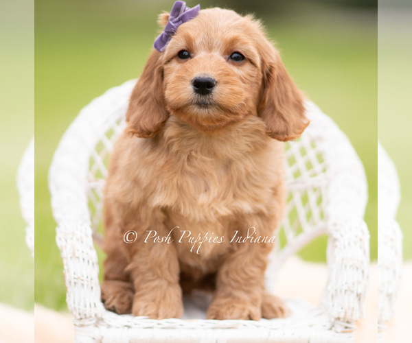 Medium Photo #1 Goldendoodle (Miniature) Puppy For Sale in WARSAW, IN, USA