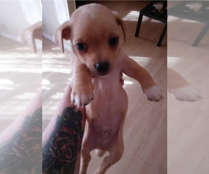 Chiweenie-Shih Tzu Mix Puppy for sale in OCALA, FL, USA