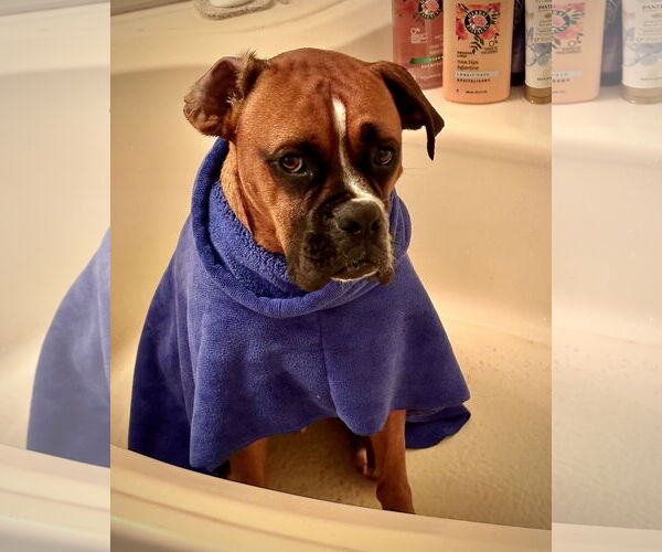 Medium Photo #3 Boxer Puppy For Sale in Dumont, NJ, USA