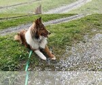 Small Photo #1 Shetland Sheepdog Puppy For Sale in KINGSPORT, TN, USA
