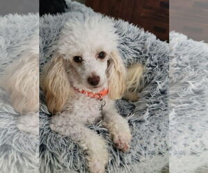 Poodle (Toy) Dogs for adoption in Pacolet, SC, USA