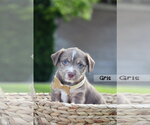 Small #2 Mutt