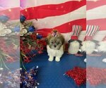 Puppy Molly SOLD Shih Tzu