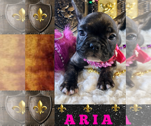 French Bulldog Puppy for sale in HEATHROW, FL, USA