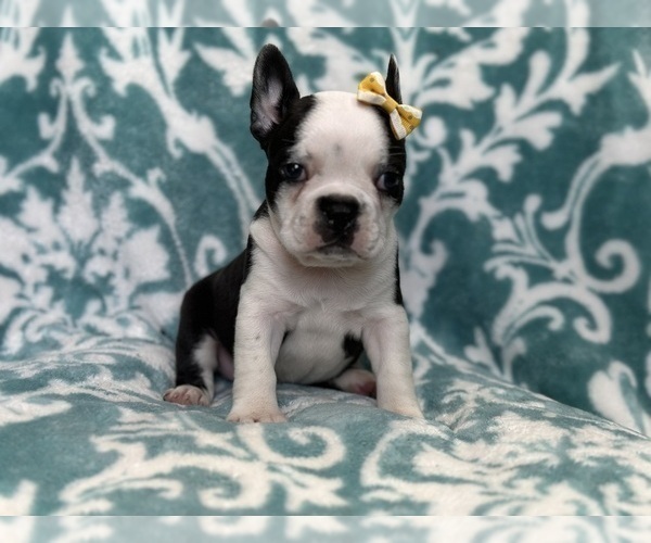 Medium Photo #4 Faux Frenchbo Bulldog Puppy For Sale in LAKELAND, FL, USA