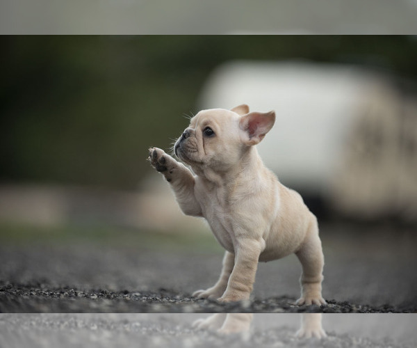Medium Photo #5 French Bulldog Puppy For Sale in LOX, FL, USA