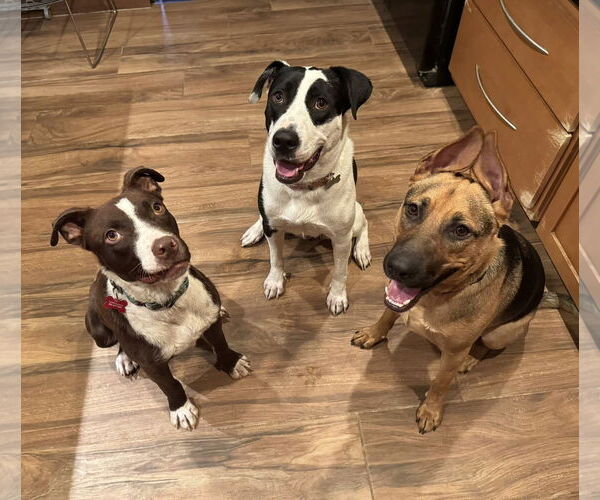 Medium Photo #11 Labrador Retriever-Staffordshire Bull Terrier Mix Puppy For Sale in Cave Creek, AZ, USA