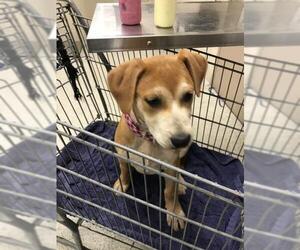 Labrador Retriever Dogs for adoption in Conroe, TX, USA