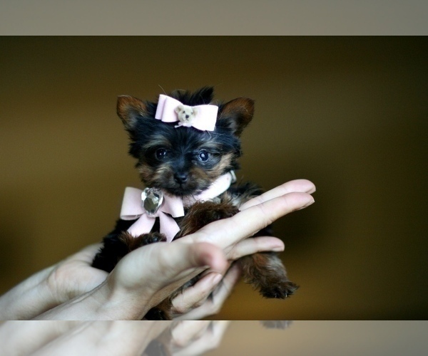 Medium Photo #14 Yorkshire Terrier Puppy For Sale in DACULA, GA, USA