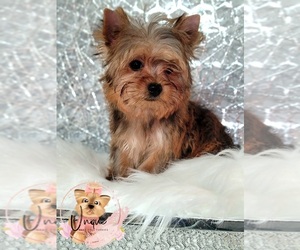 Yorkshire Terrier Puppy for sale in BYHALIA, MS, USA