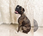 Small Photo #1 Boxer Puppy For Sale in SPRINGFIELD, OR, USA