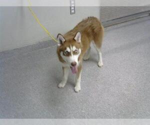 Siberian Husky Dogs for adoption in Pasadena, TX, USA