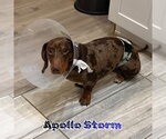 Small #13 Dachshund