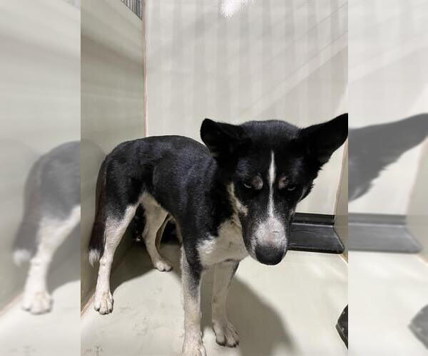 Medium Photo #1 Siberian Husky Puppy For Sale in Bakersfield, CA, USA