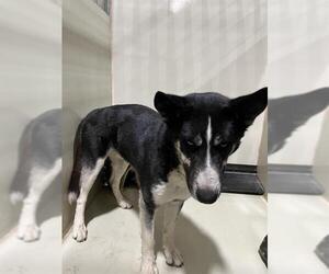 Siberian Husky Dogs for adoption in Bakersfield, CA, USA