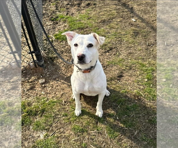 Medium Photo #3 Mutt Puppy For Sale in Evansville, IN, USA