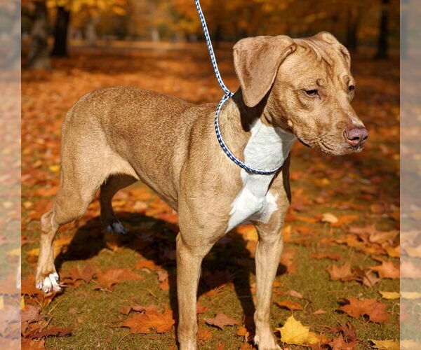 Medium Photo #4 American Pit Bull Terrier-Unknown Mix Puppy For Sale in Talladega, AL, USA