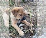 Small #4 Great Pyrenees-Rottweiler Mix