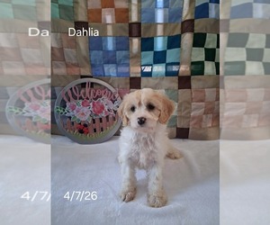 Cavachon Puppy for sale in MOUNT PLEASANT, MI, USA