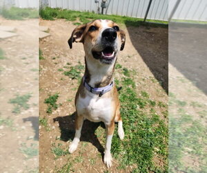 Nugget - Female Mutt Dog for Adoption - Photo #3