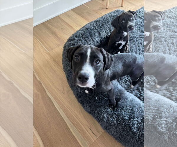 Medium Photo #4 Boxador Puppy For Sale in Overland Park, KS, USA