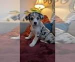 Puppy Violet Australian Shepherd-Siberian Husky Mix