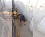 Small #6 Doberman Pinscher