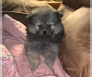 Pomeranian Puppy for sale in CENTRAL LAKE, MI, USA