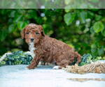Puppy Monty Poodle (Miniature)