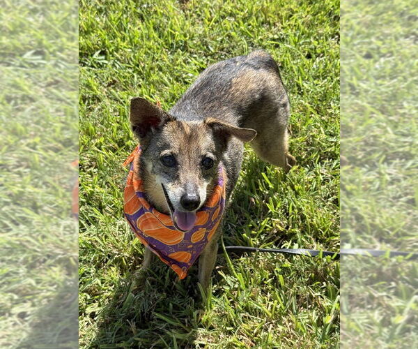 Medium Photo #7 Mutt Puppy For Sale in San Leon, TX, USA