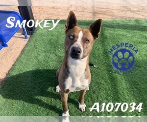 American Pit Bull Terrier-German Shepherd Dog Mix Dogs for adoption in HESPERIA, CA, USA